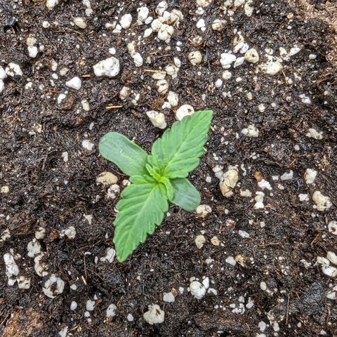 Titan growlog timeline photo