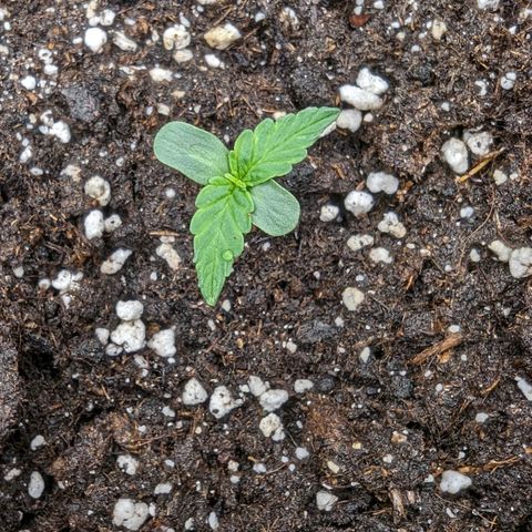Epsilon growlog timeline photo