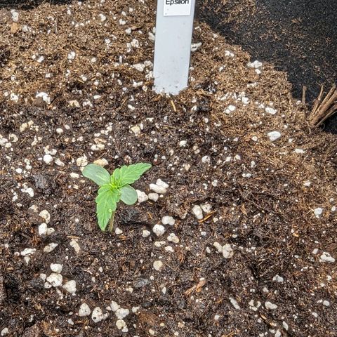 Epsilon growlog timeline photo