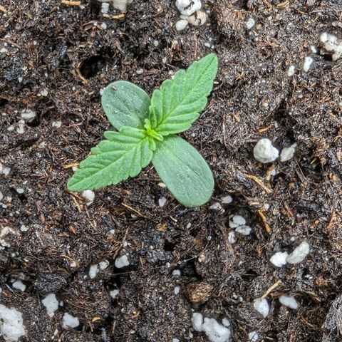 Medusa growlog timeline photo
