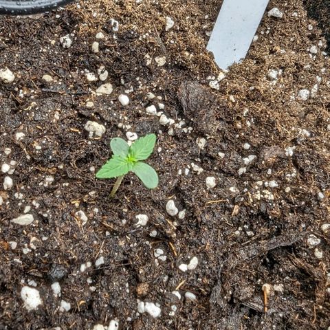 Medusa growlog timeline photo