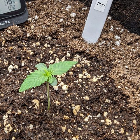 Titan growlog timeline photo