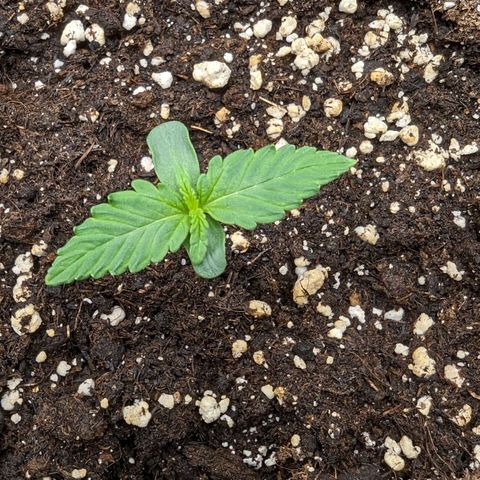 Titan growlog timeline photo