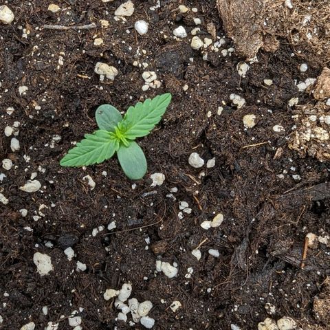 Medusa growlog timeline photo