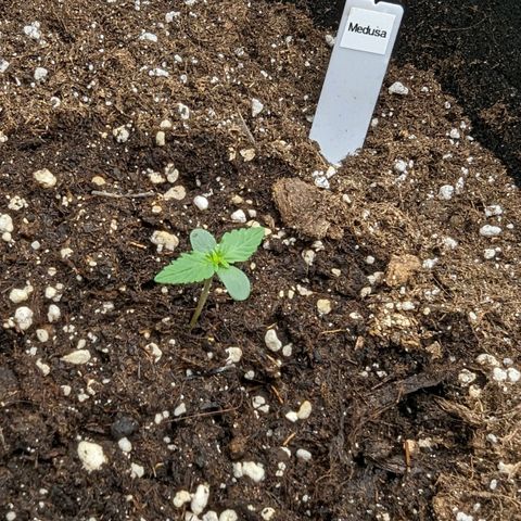 Medusa growlog timeline photo