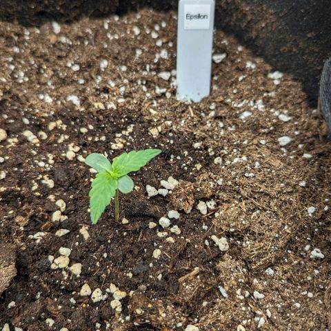 Epsilon growlog timeline photo