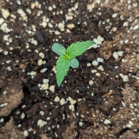 Epsilon growlog timeline photo