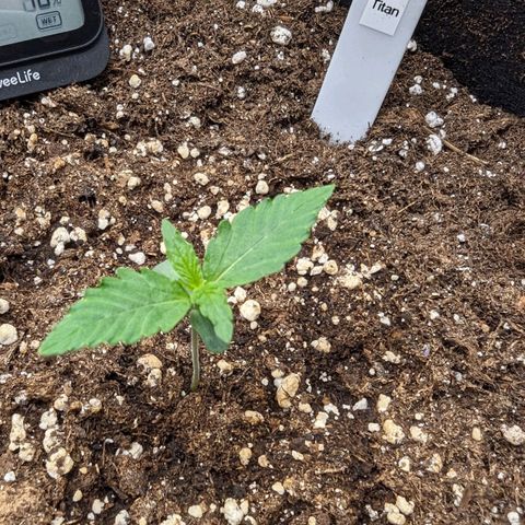 Titan growlog timeline photo
