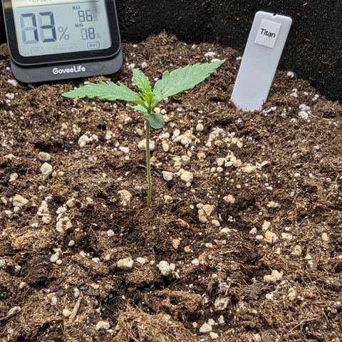 Titan growlog timeline photo