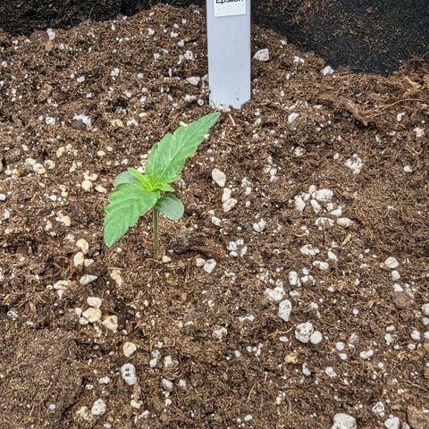 Epsilon growlog timeline photo