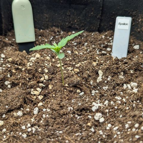 Epsilon growlog timeline photo