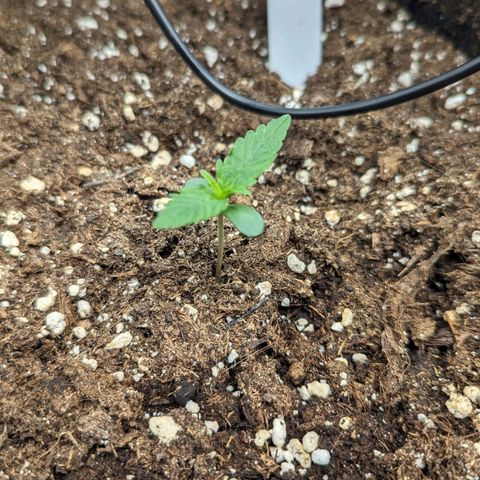 Medusa growlog timeline photo