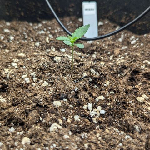 Medusa growlog timeline photo