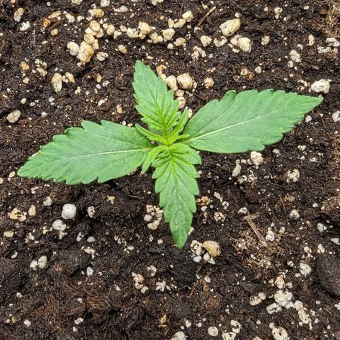 Titan growlog timeline photo