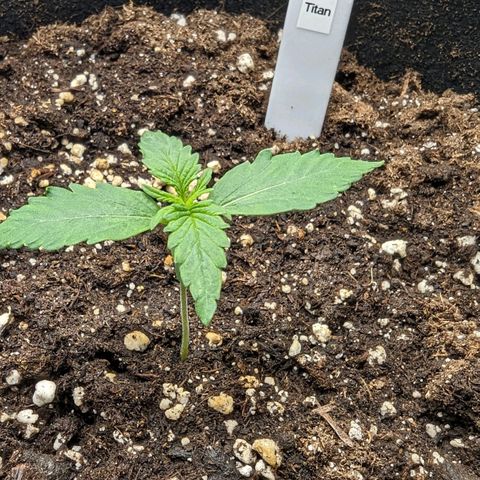 Titan growlog timeline photo