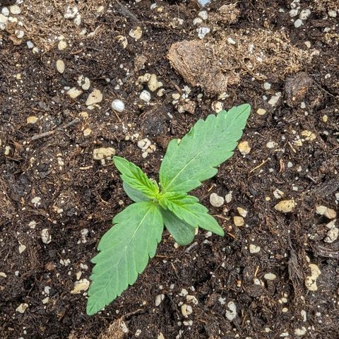 Medusa growlog timeline photo