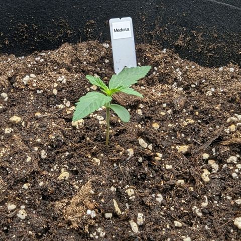 Medusa growlog timeline photo