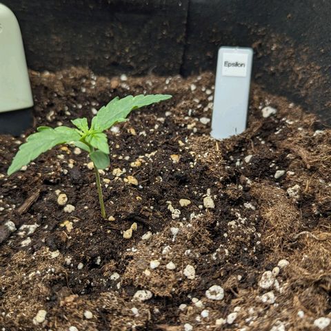 Epsilon growlog timeline photo
