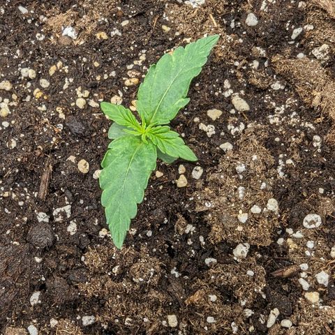 Epsilon growlog timeline photo
