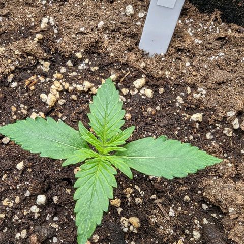 Titan growlog timeline photo