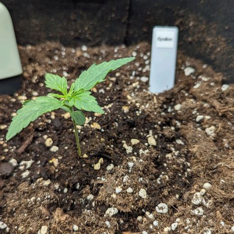 Epsilon growlog timeline photo