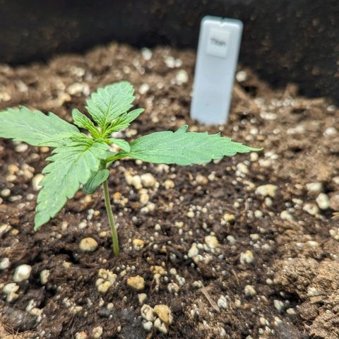 Titan growlog timeline photo