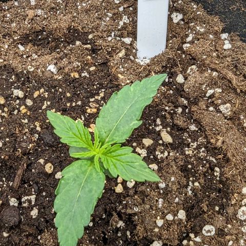 Epsilon growlog timeline photo