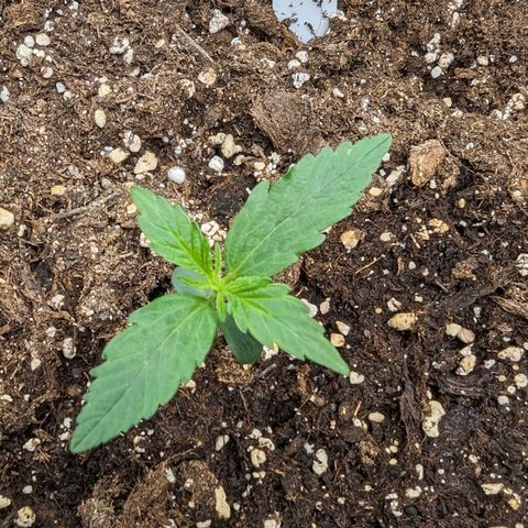 Medusa growlog timeline photo