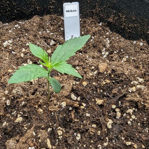 Medusa growlog timeline photo