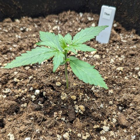 Titan growlog timeline photo