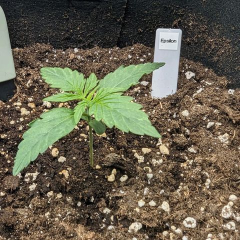 Epsilon growlog timeline photo