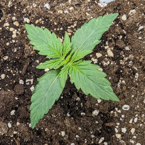 Epsilon growlog timeline photo