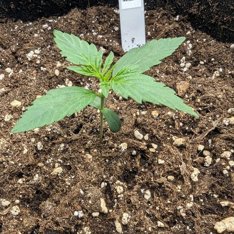 Medusa growlog timeline photo