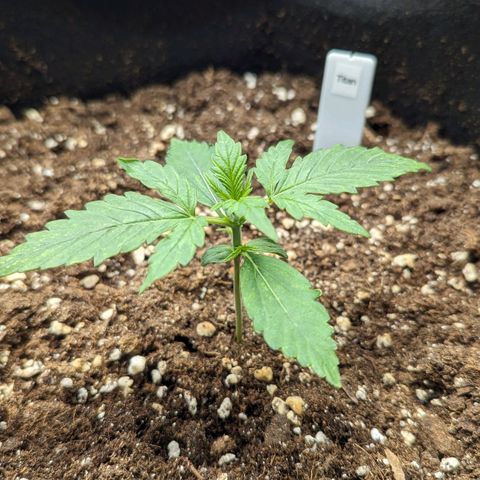 Titan growlog timeline photo