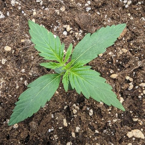 Medusa growlog timeline photo