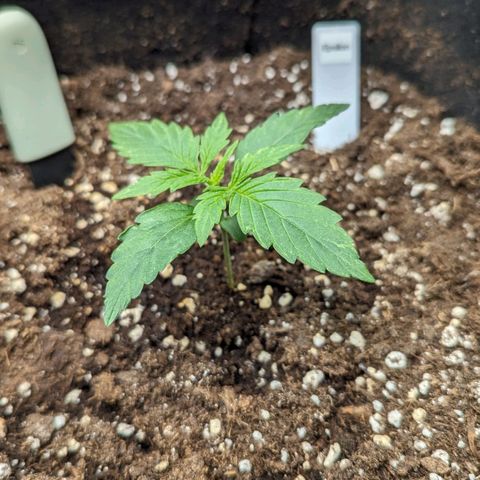 Epsilon growlog timeline photo