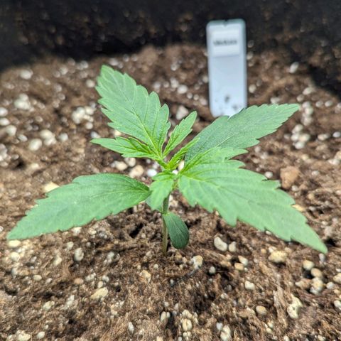 Medusa growlog timeline photo