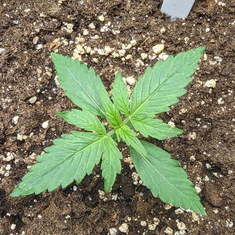 Titan growlog timeline photo