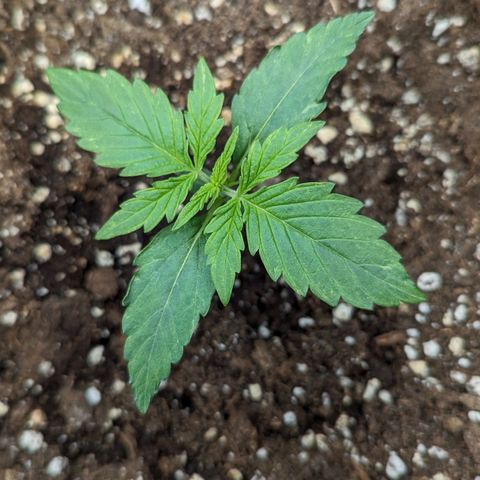 Epsilon growlog timeline photo