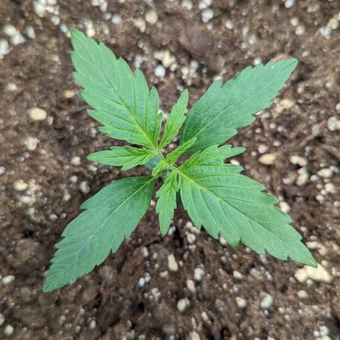 Medusa growlog timeline photo