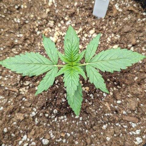 Titan growlog timeline photo