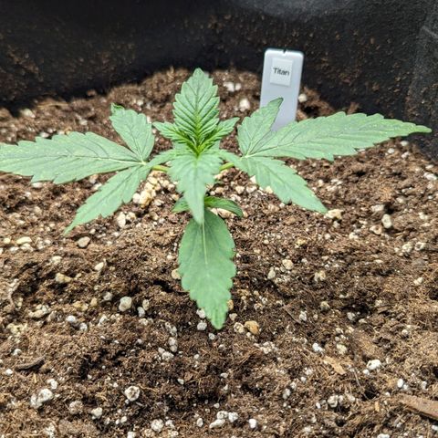 Titan growlog timeline photo