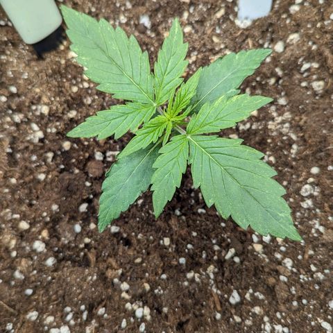 Epsilon growlog timeline photo