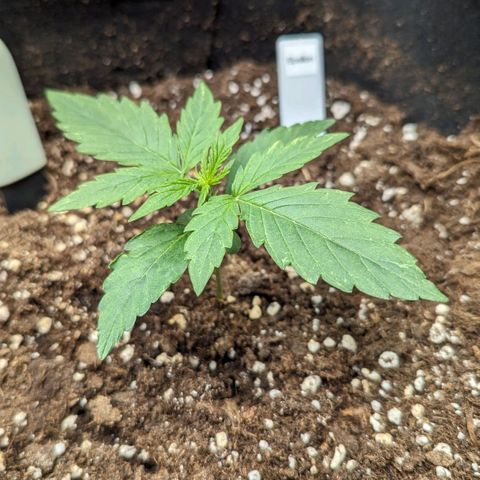 Epsilon growlog timeline photo