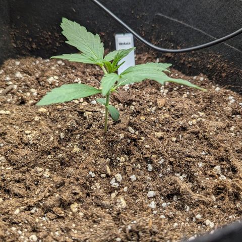 Medusa growlog timeline photo