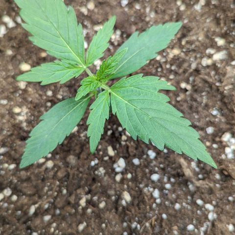 Medusa growlog timeline photo