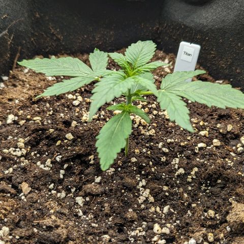 Titan growlog timeline photo
