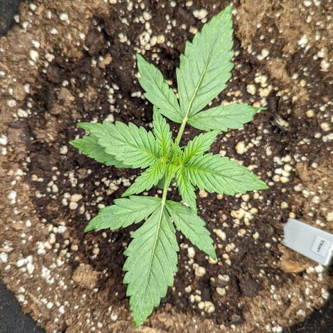 Titan growlog timeline photo