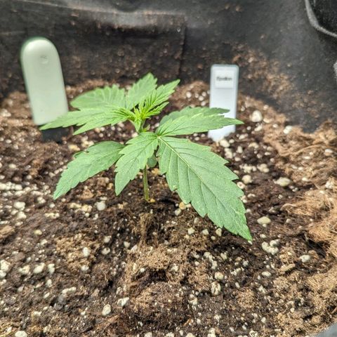 Epsilon growlog timeline photo