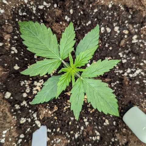 Epsilon growlog timeline photo